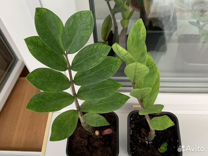 Замиакулькас вариегатный