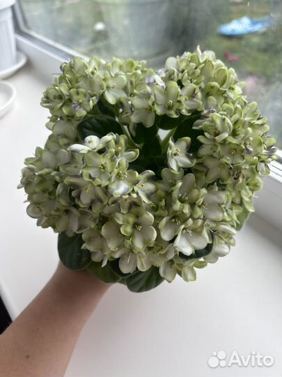 Детки сортовых фиалок