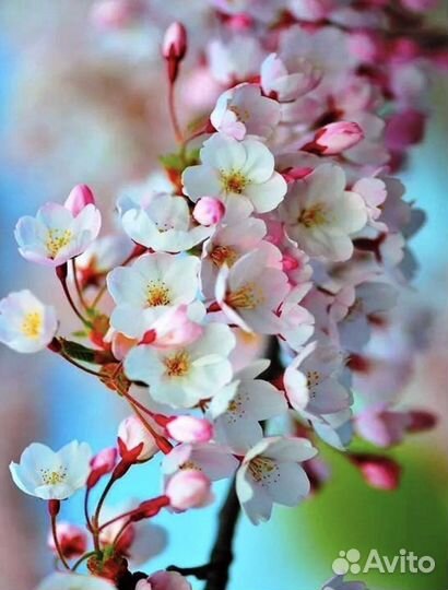 Картины алмазная мозаика