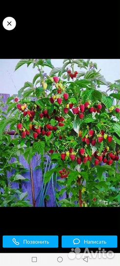 Саженцы малины Таруса