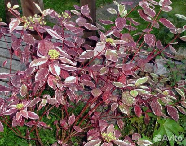 Дёрен белый 