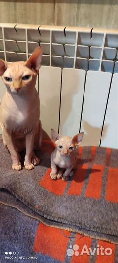 Канадский сфинкс вязка