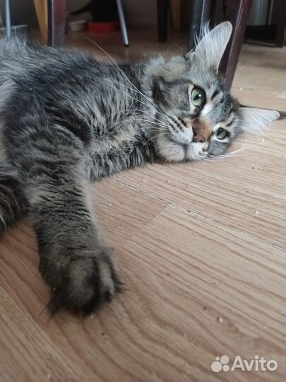 Котята мейн-кун