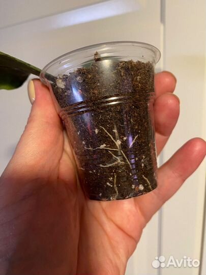 Хойя Hoya Lata Iskandar Clone A