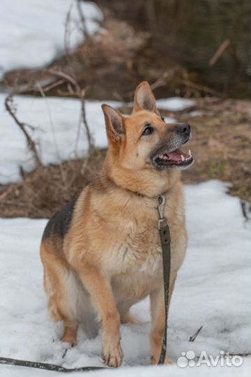 Из Приюта Собака-компаньон в Дружную семью