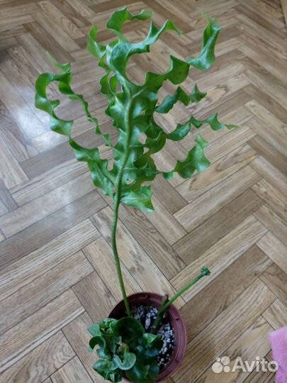 Комнатные растения цветы