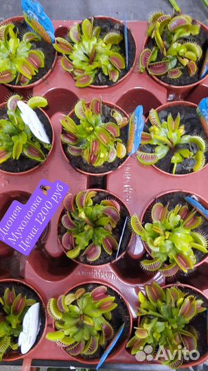 Дионея мухоловка