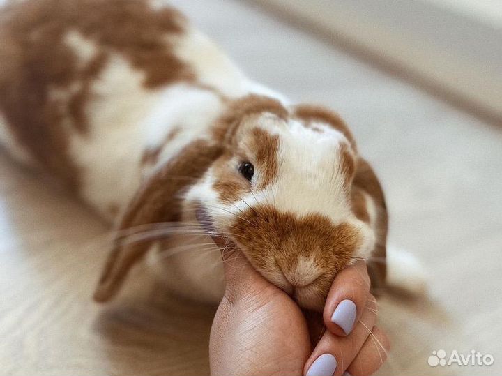 Кролик декоративный Вислоухий Баран