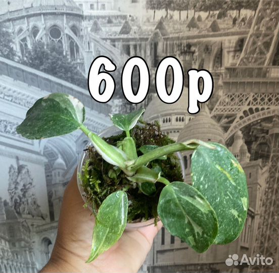 Филодендрон Пинк Принцесс