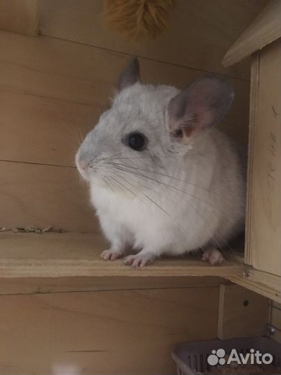 Шиншилла самец