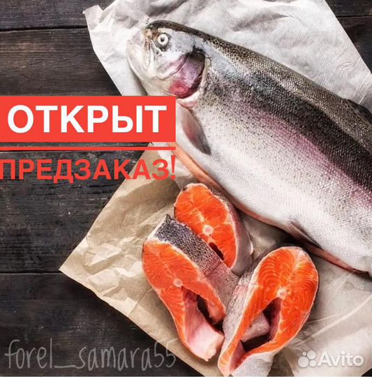 Семга охлажденная, форель охлажденная, дорадо,сиба