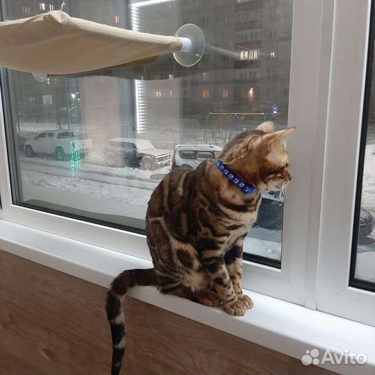 Бенгальский кот для вязки
