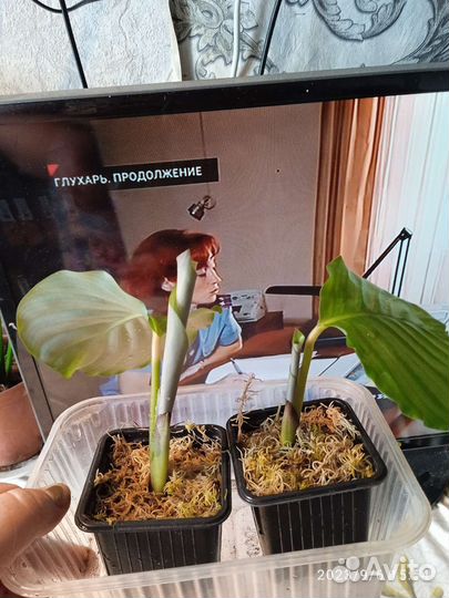 Калатея орбифолия