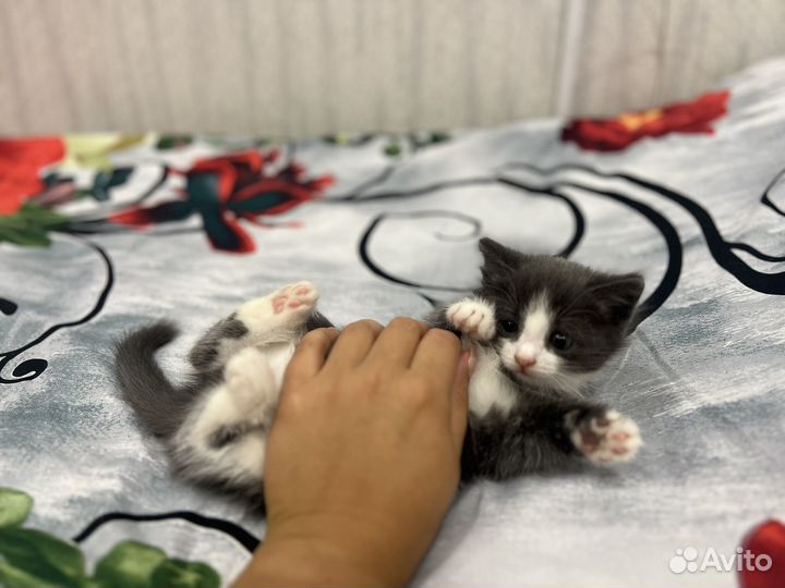 Котенок бесплатно