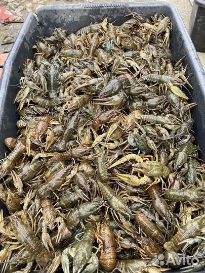 Живые раки Ст. Филоновская