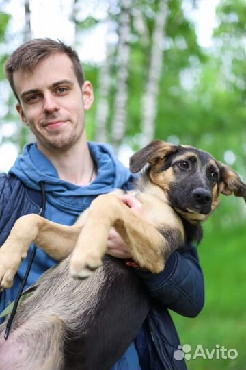 Собаки бесплатно