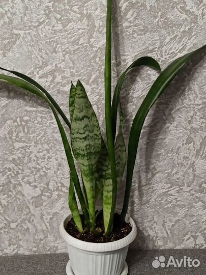 Сансевиерия