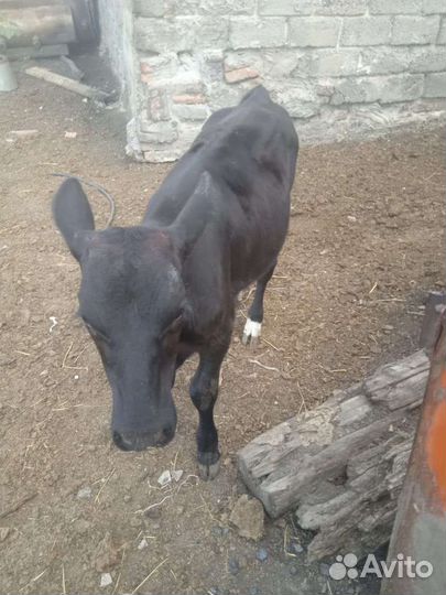 Телочка 4 месяца