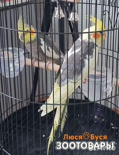 Попугай карелла мальчик