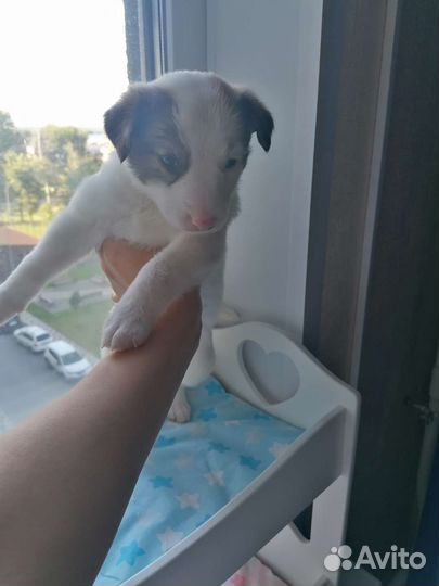 Щенки бесплатно