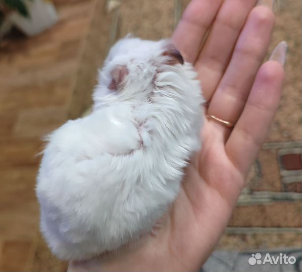 Сирийский хомяк