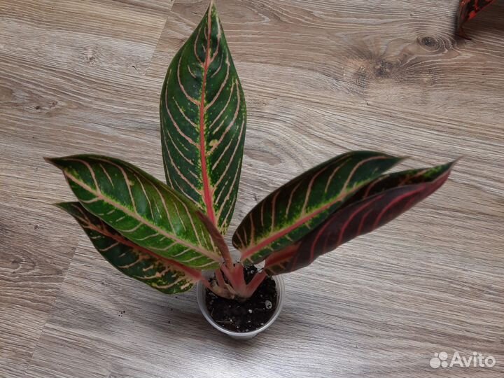 Аглаонема Суматра