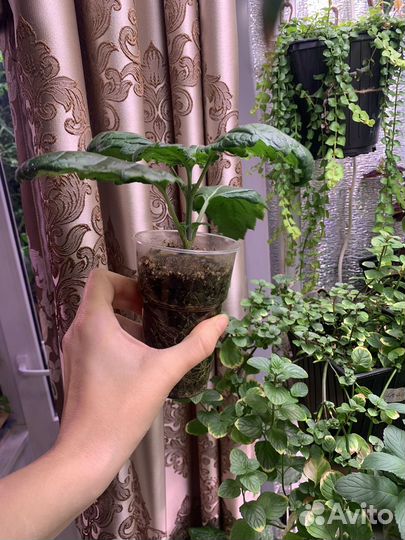 Пачули, ароматный цветок для дома