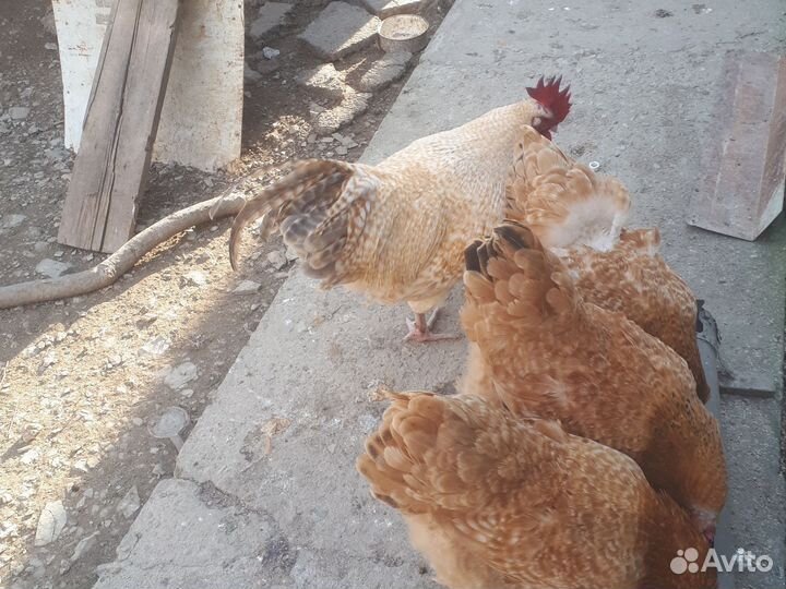 Инкубационное яйцо