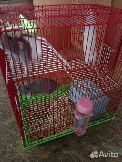 Крысы с клеткой