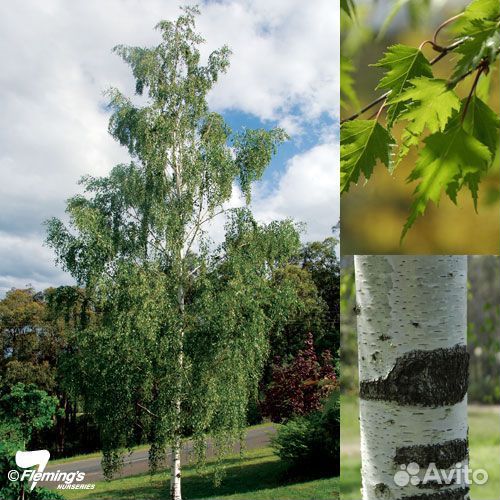 Клен Джеферсред, Береза Даликарлийская, Багряник