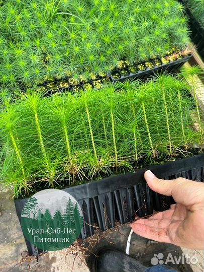 Зкс и окс Сосна Ель Лиственница сеянцы Голуб горн