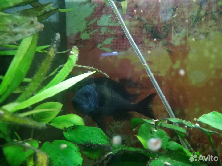 Звездчатый трофеус