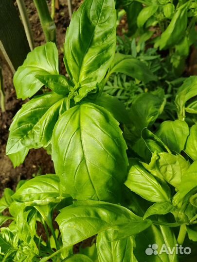 Базилик свежий