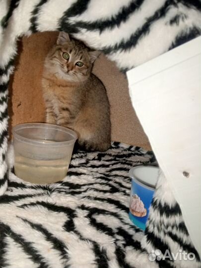 Кошка (4 месяца )