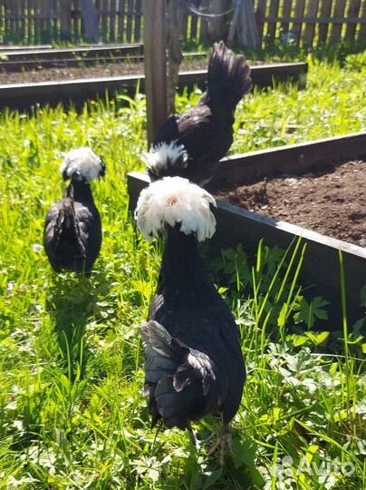 Семья кур Голландские белохохлые