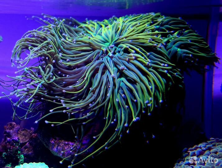 Кораллы для морского аквариума