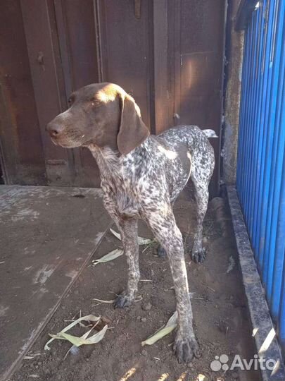 Курцхаар в добрые руки