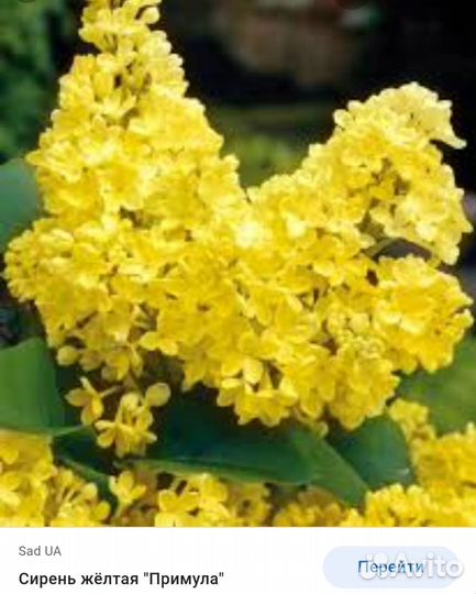 Саженцы плодовых деревьев сирень