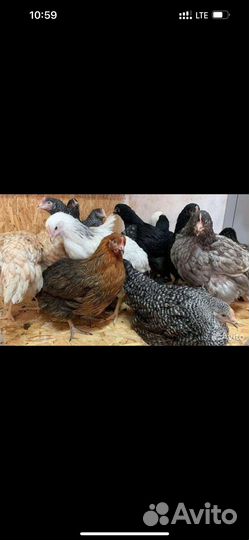 Куры несушки