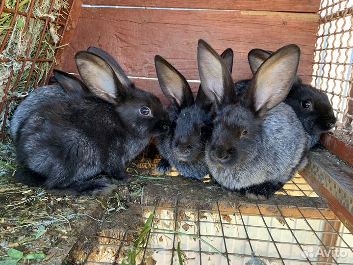 Кролик «Полтавское Серебро»