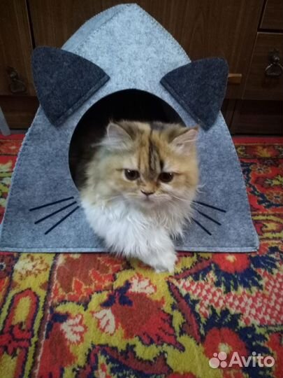 Кошки