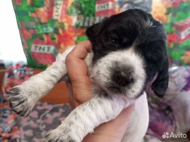 Щенки русского охотничего спаниеля