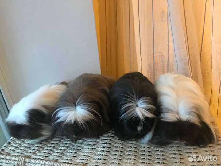 Морские свинки породистые