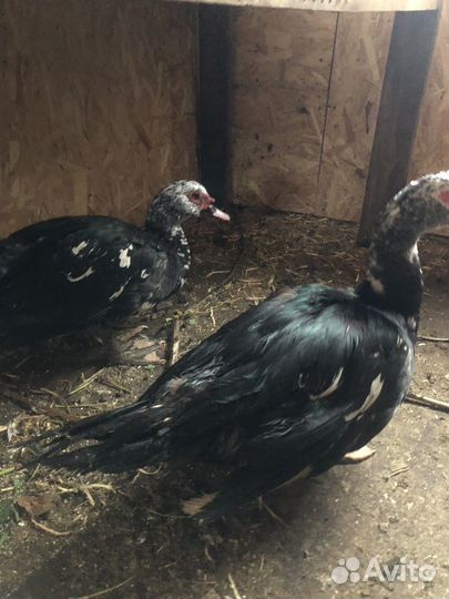 Селезни 5 мес на племя, уже топчат утку