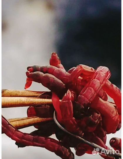 Пучковяз, рыболовные снасти