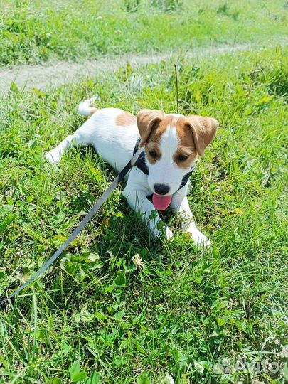 Джек Рассел