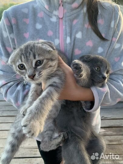 Вислоухие котята в добрые руки бесплатно