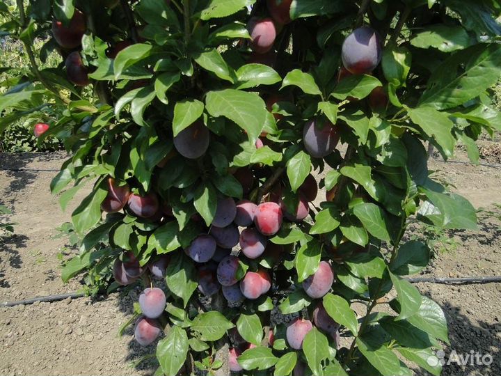 Саженцы сливы колоновидной