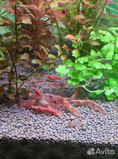 Креветки Вишня, улитки Хелены