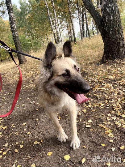 Бельгийская овчаркав дар